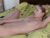 ♀️ risingdawnn Free Cam @ Chaturbate