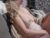 ♀️ s_mailleee Free Cam @ Chaturbate