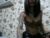 ⚧️ sassybaby1998 Free Cam @ Chaturbate