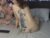 ♀️♂️ sexbogove36 Free Cam @ Chaturbate