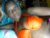 ♀️ sexy_moanah66 Free Cam @ Chaturbate