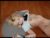♀️ sigmasian Free Cam @ Chaturbate
