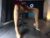 ⚧️ snookieq Free Cam @ Chaturbate