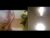 ♂️ subbiguy00 Free Cam @ Chaturbate