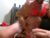 ♂️ sxtn002 Free Cam @ Chaturbate