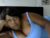 ♀️ talulah_bond Free Cam @ Chaturbate