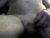 ♂️ tdiver1 Free Cam @ Chaturbate