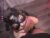 ♀️♂️ tinalittle_ Free Cam @ Chaturbate
