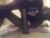 ♂️ tinylimpclitsissy Free Cam @ Chaturbate
