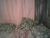 ⚧️ transhottie28 Free Cam @ Chaturbate
