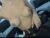 ⚧️ tsuncutjelay Free Cam @ Chaturbate