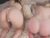 ♀️ wildadearborn Free Cam @ Chaturbate