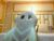♀️ wildluna_ Free Cam @ Chaturbate