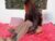 ♀️♂️ woset_and_sun Free Cam @ Chaturbate
