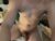 ♂️ xasianloverx Free Cam @ Chaturbate