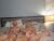 ♀️♂️ xoashley_jadexo Free Cam @ Chaturbate