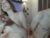 ♀️♂️ yueslang Free Cam @ Chaturbate