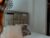 ♀️ zoecruzz Free Cam @ Chaturbate