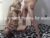 ♀️♂️ zorritatuya31 Free Cam @ Chaturbate